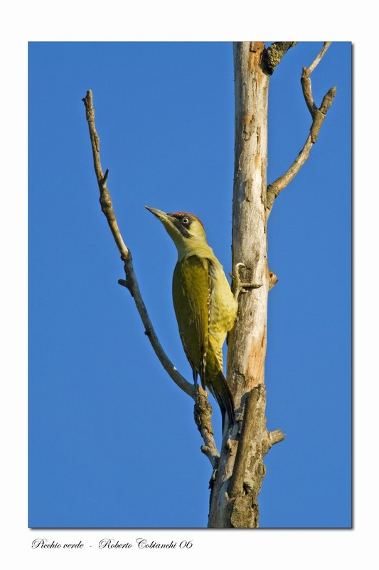 Picchio verde - Picus viridis